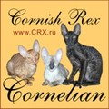 CORNELIAN - питомник кошек породы корниш-рекс